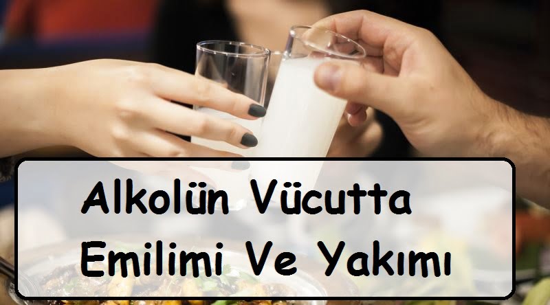 Alkolün Vücutta Emilimi Ve Yakımı