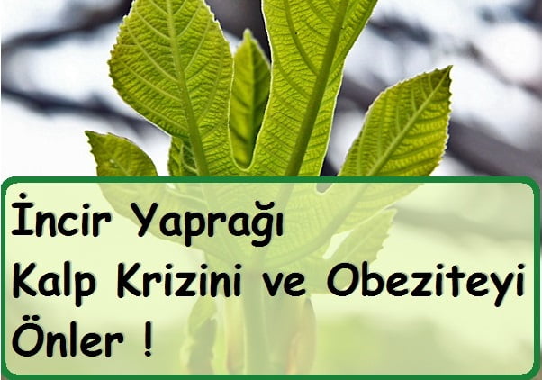 İncir Yaprağı İle Kalp ve Obezite Tadavisi